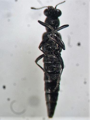 Réf. 297 756 : Stenus fuscicornis