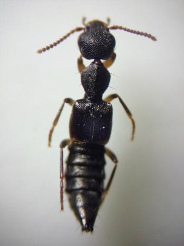 Rugilus orbiculatus