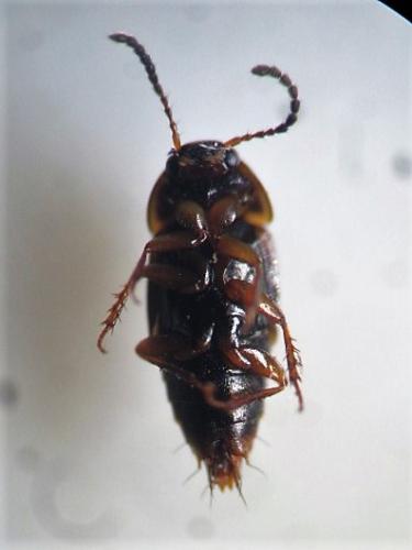 Réf. 297 389 : Tachinus marginellus