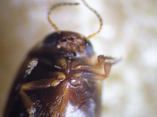 Hydroporus tessellatus