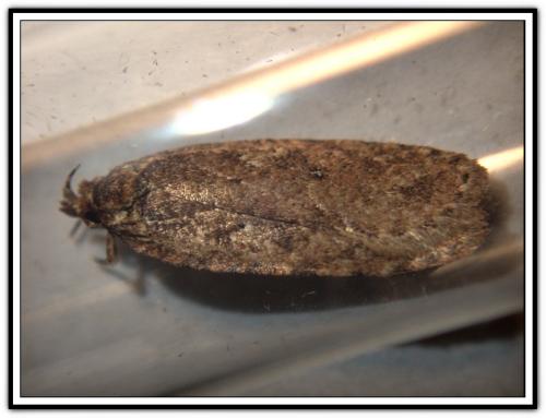 Réf. 297 586 : Agonopterix sp.