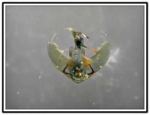 Agonopterix sp.