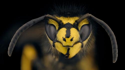 Vespula germanica