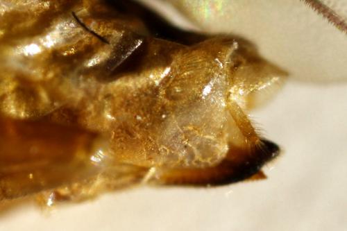 Réf. 297 491 : Euura scutellata