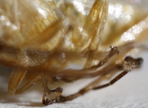 Réf. 297 492 : Euura scutellata