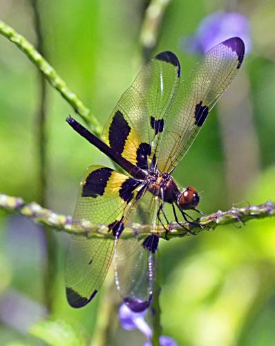 Rhyothemis phyllis