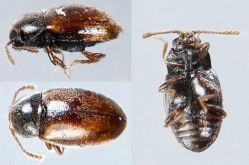 Atomaria sp.