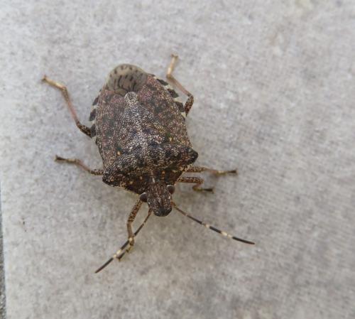 Halyomorpha halys