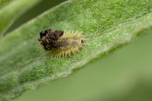 Réf. 297 445 : Cassida sp.