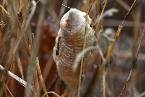 Réf. 297 589 : Mantis religiosa