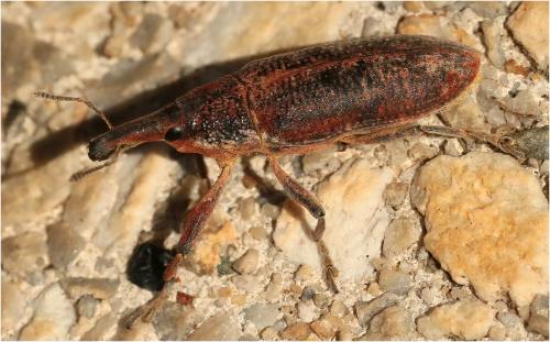 Lixus sp.