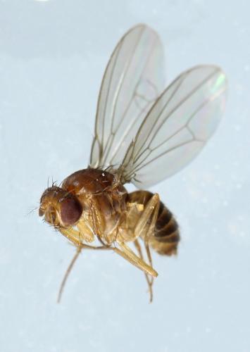 Drosophila funebris