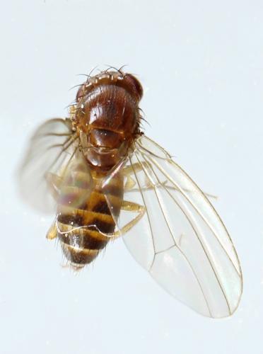 Drosophila funebris