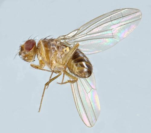 Drosophila funebris