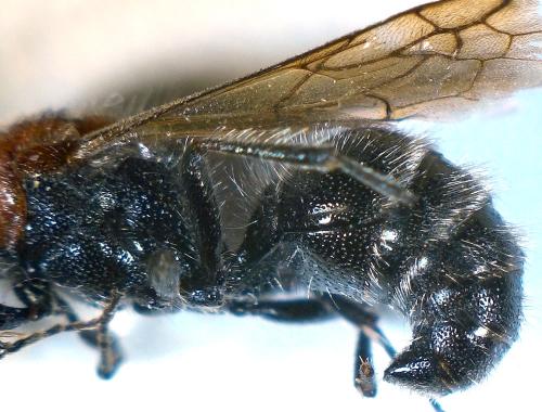 Physetopoda lucasii