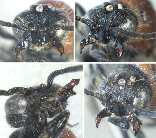 Réf. 297 591 : Physetopoda lucasii