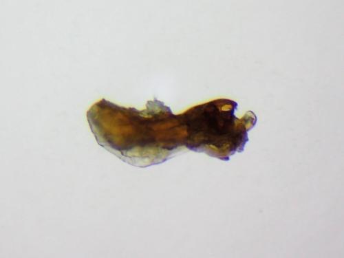 Rugilus orbiculatus