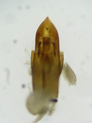 Réf. 297 757 : Stenus fuscicornis