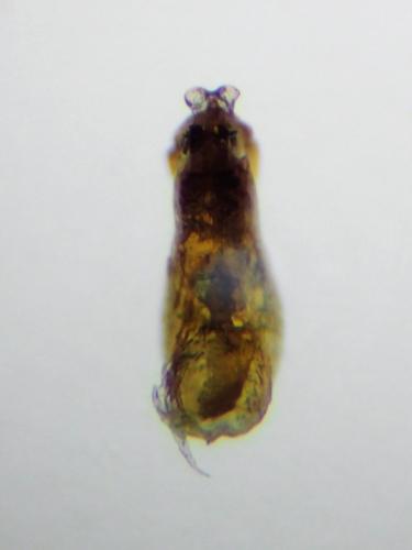 Rugilus orbiculatus