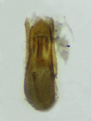 Réf. 297 758 : Stenus fuscicornis