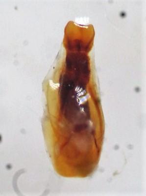 Achenium depressum
