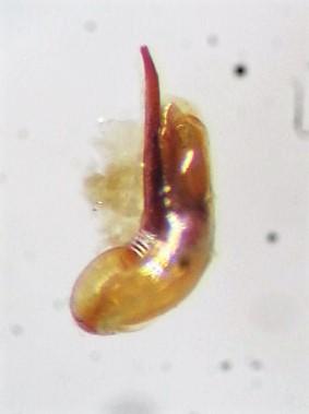 Réf. 297 390 : Tachinus marginellus