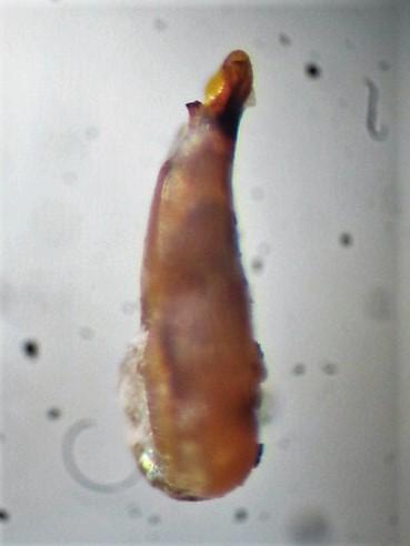 Achenium depressum