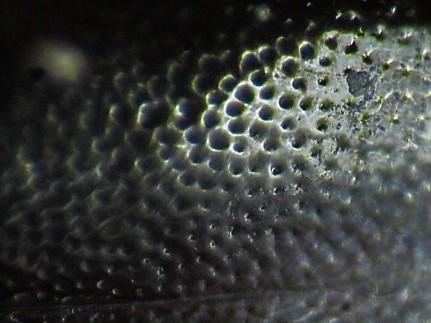 Réf. 297 411 : Tachinus marginellus