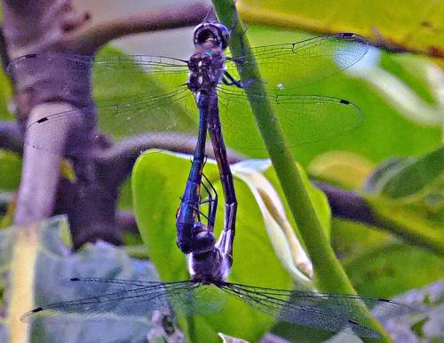 Hemicordulia fidelis