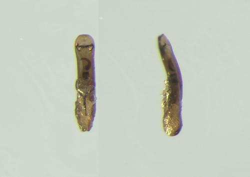 Réf. 297 129 : Aphthona venustula