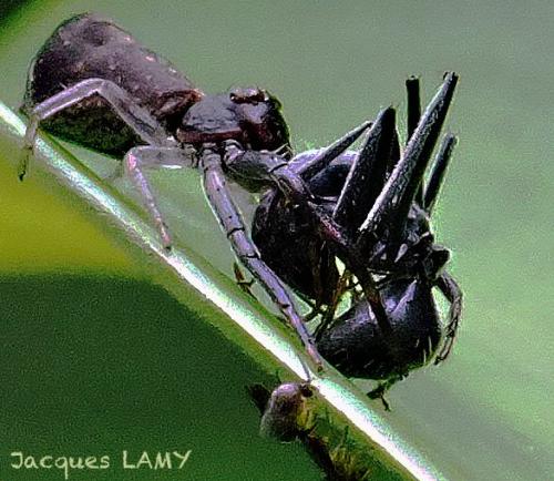 Tmarus sp.