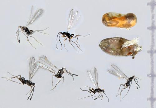 Anaphes crassipennis