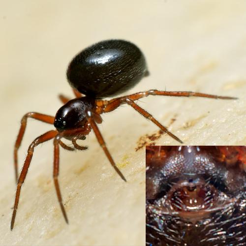 Thyreosthenius parasiticus