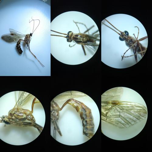 Ophion obscuratus