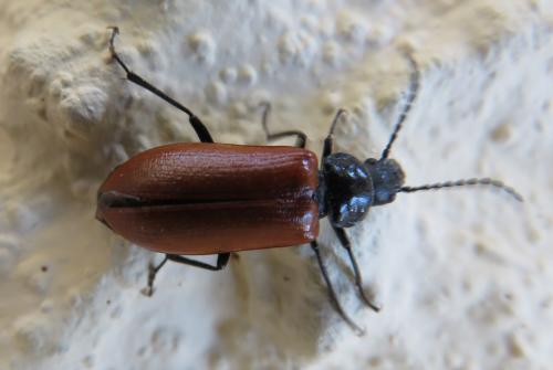 Omophlus sp.