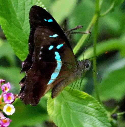 Réf. 297 237 : Graphium gelon