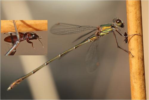 Chalcolestes viridis