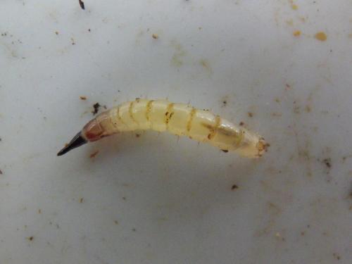 Réf. 297 774 : Xylophagus cinctus