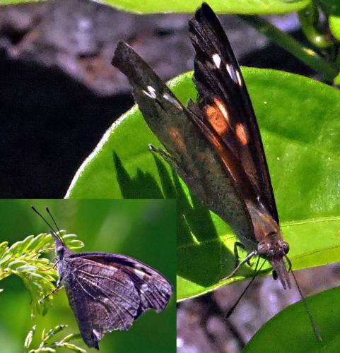 Libythea geoffroyi antipoda