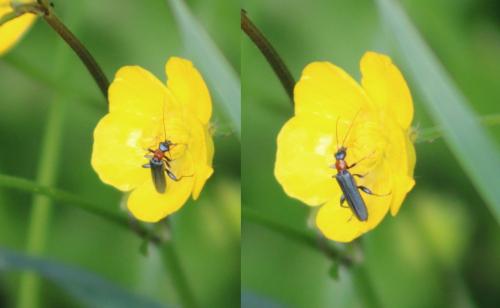 Oedemera sp.