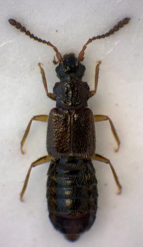 Ochthephilus flexuosus