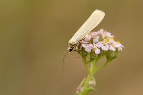 Réf. 297 688 : Eilema pygmaeola