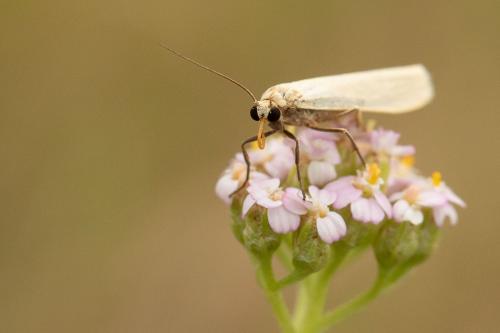 Réf. 297 687 : Eilema pygmaeola