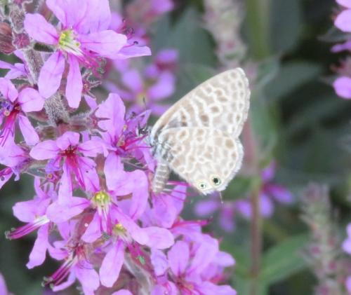Réf. 297 209 : Leptotes pirithous