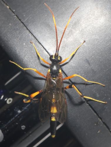 Réf. 297 659 : Acroricnus seductor