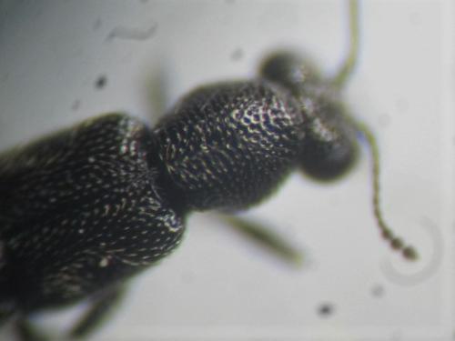 Réf. 297 817 : Stenus fuscicornis
