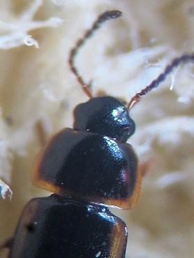 Réf. 297 410 : Tachinus marginellus