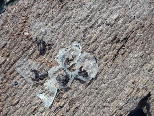Réf. 297 300 : Withius sp.