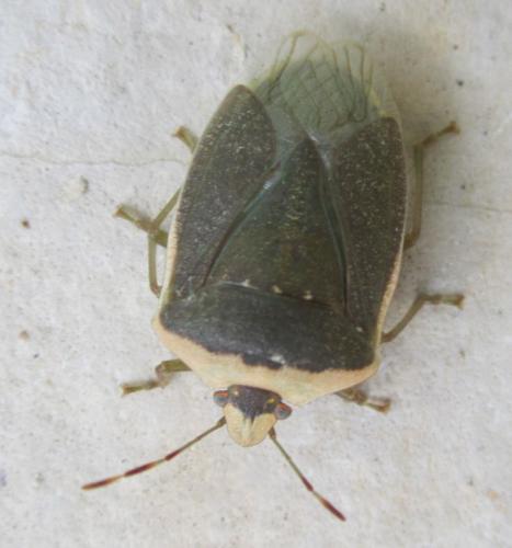 Nezara viridula