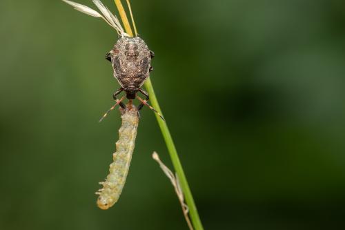 Picromerus sp.